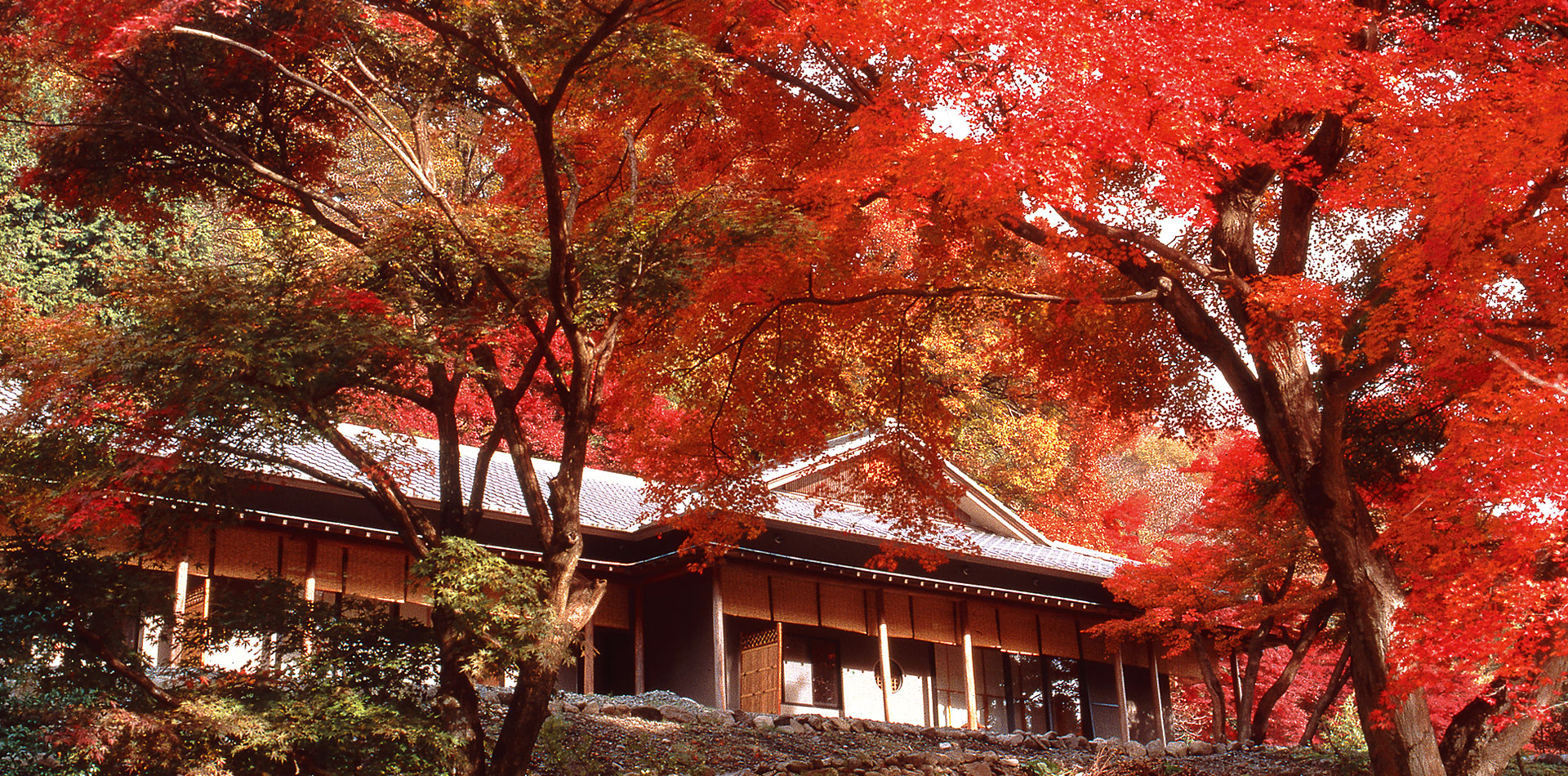 当館敷地内の紅葉